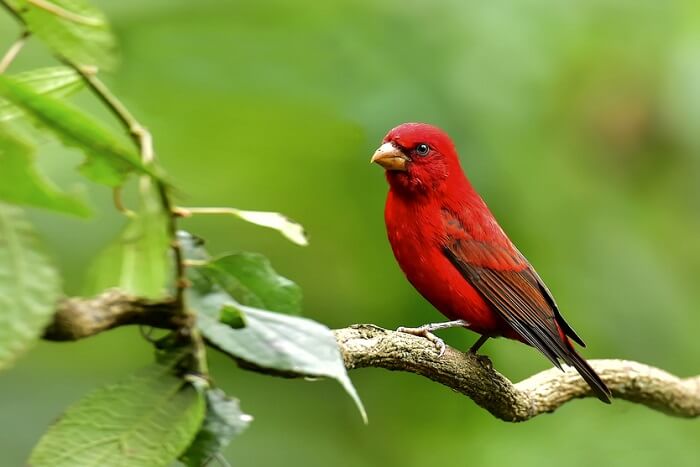 spot scarlet-finch in sikkim