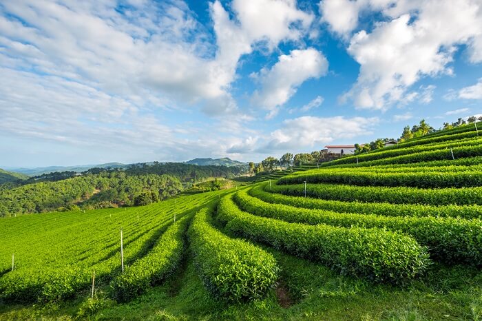 visit temi tea garden