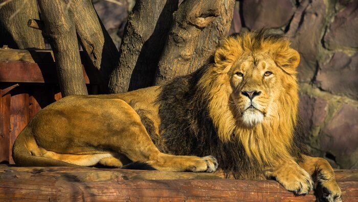asiatic lions, one of the prominent gir national park wildlife