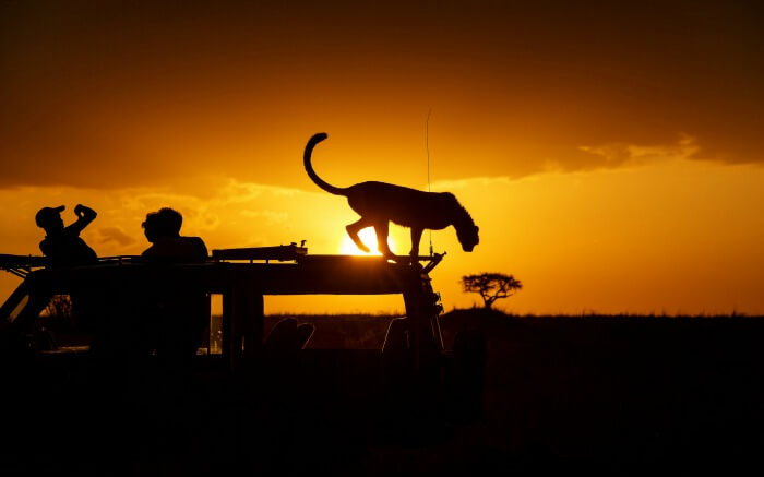A cheetah standing on the roof of a safari jeep at sunset in Kenya
