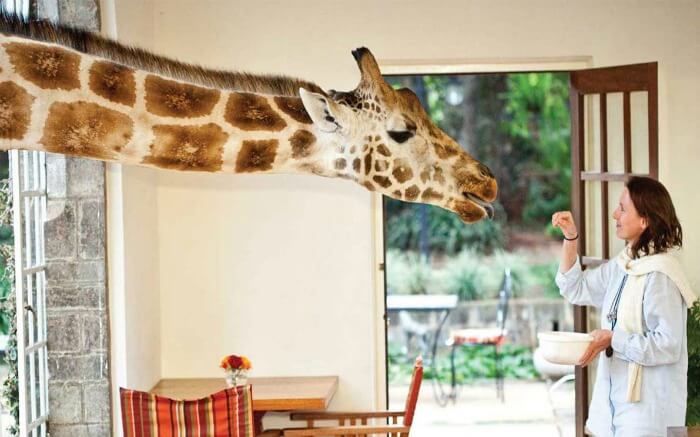 A tourist feeding a giraffe in Giraffe Manor in Kenya