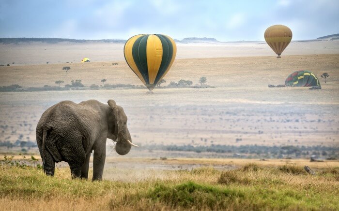 An African elephant walking in a tropical grassland with hot air balloons