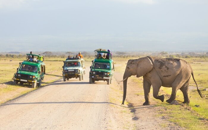An elephant crossing the road as tourists in jeep safari watch in a national park in Kenya