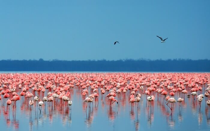 Beautiful flamingos in Lake Nakuru in Kenya