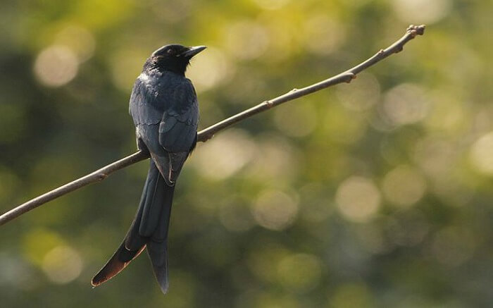 Bird sitting on a branch in Patna Bird Sanctuary in Etah district in Uttar Pradesh