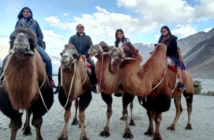 Camel Ride In Ladakh