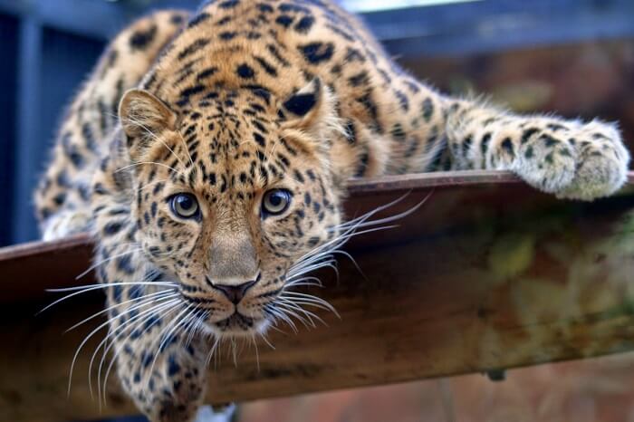 Zoo in Darjeeling