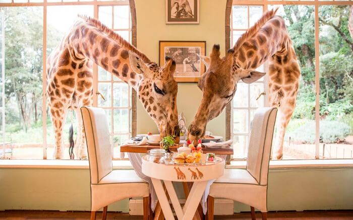 Giraffes having breakfast in Giraffe Manor in Kenya