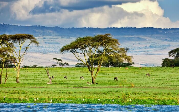 Green pasture near Lake Naivasha in Kenya in Africa