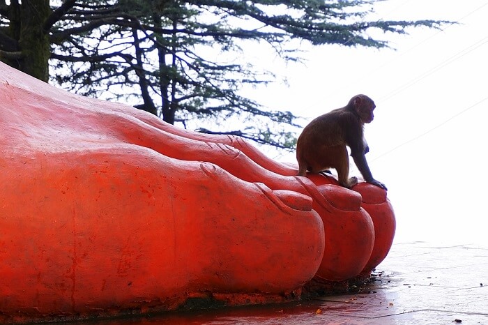 Jakhu Temple monkey sitting on huge Hanuman statue