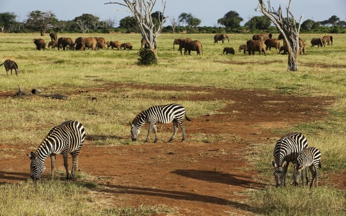 Zebras and elephants in Tsavo East Park in Kenya