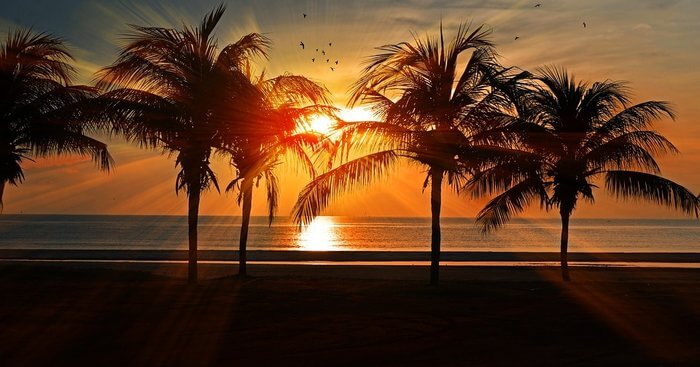 sunset behind tall palm trees