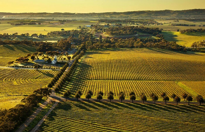 Seppeltsfield Road Barossa Valley