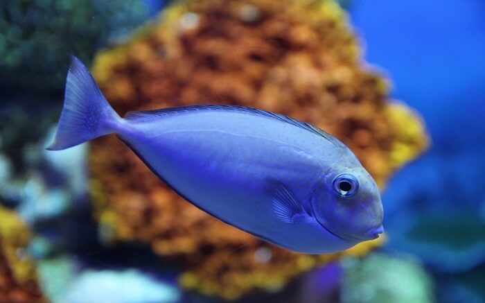 A blue fish in water