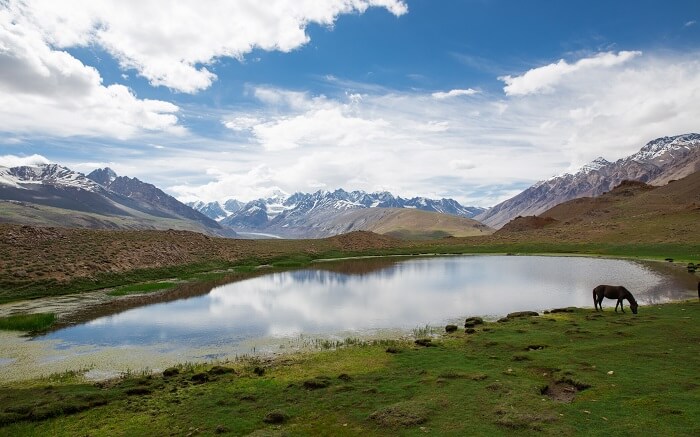 A horse grazing by the Chandratal Lake in Himachal