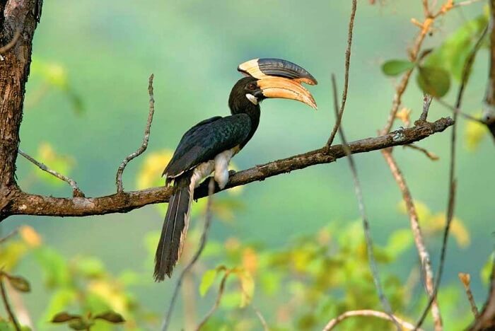 visit Anshi National Park in dandeli