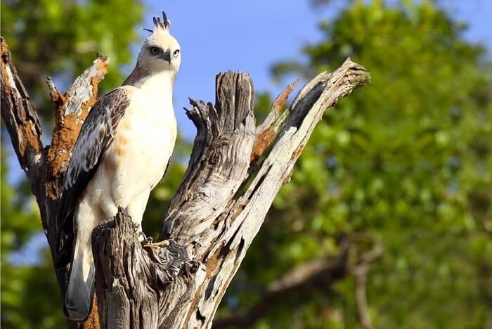 the birds of yala
