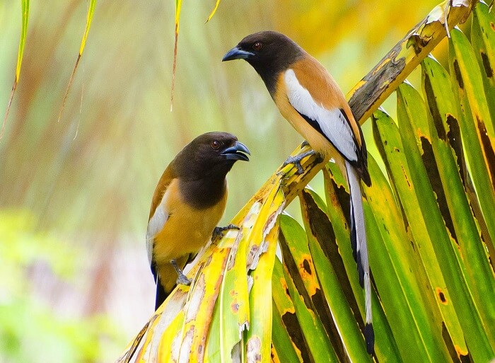 Birds in Sariska