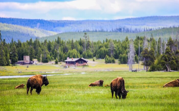 Bisons in Hayden Valley