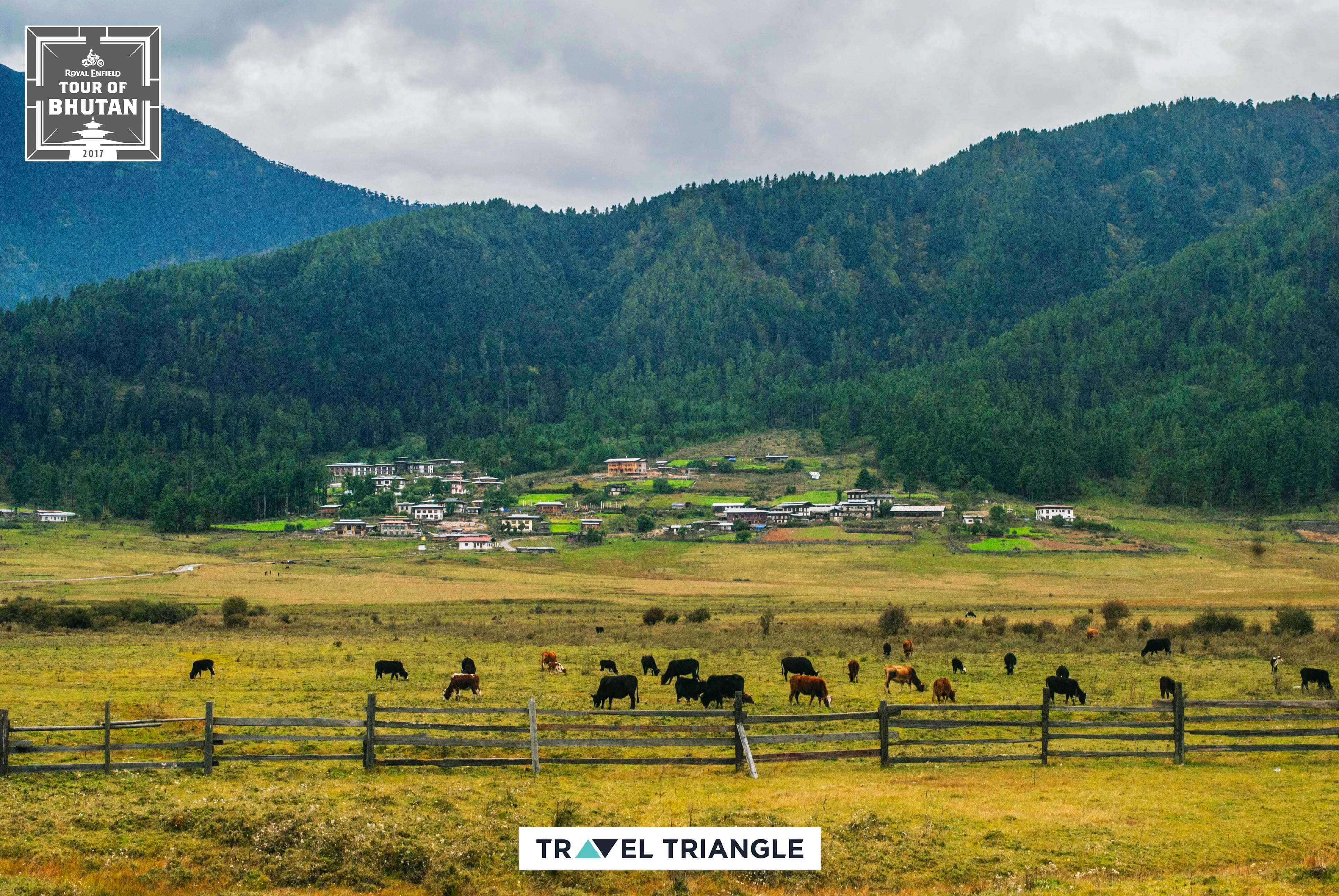 Punakha to Phobjikha: farms and hills