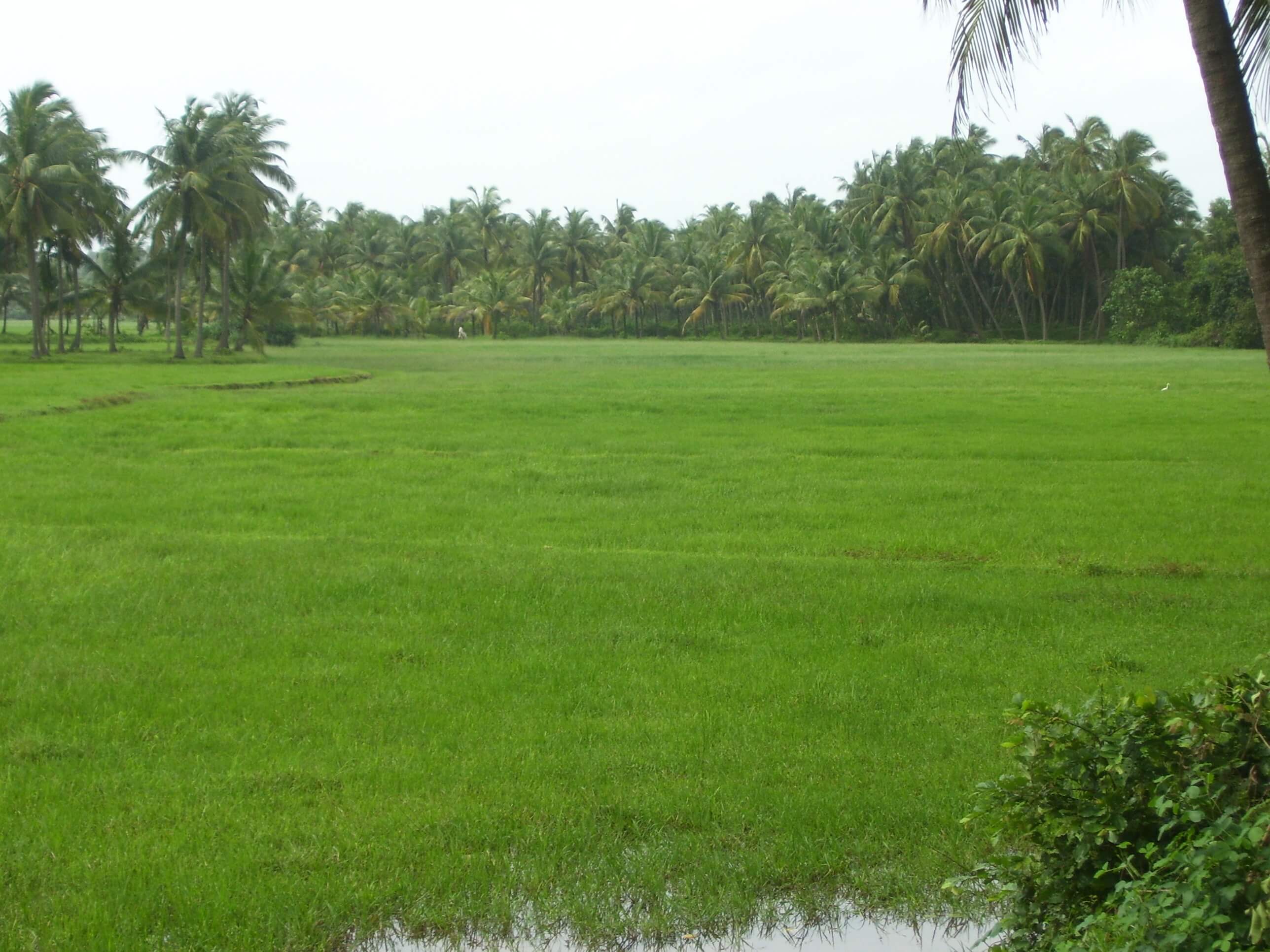 green fields in south india