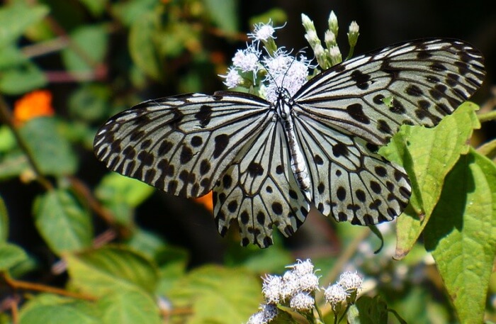 Butterfly View