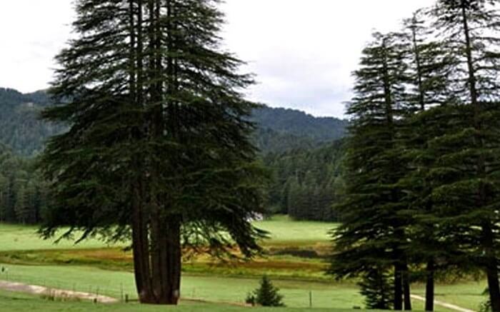 Deodar tree with five shoots