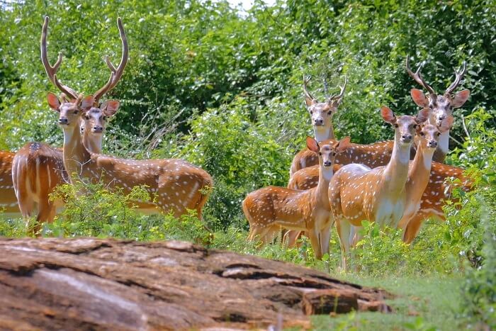 the fauna of yala national park