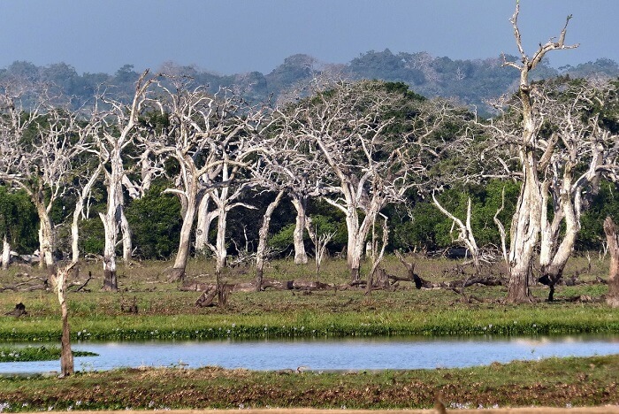 the flora of yala