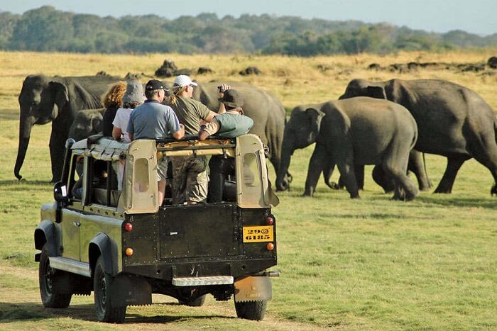 Go on an adventurous safari