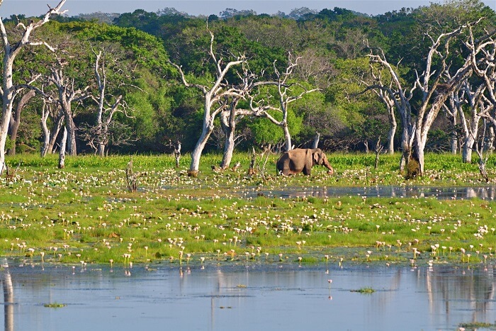Ideal Duration Of A Trip To Yala National Park