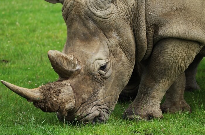 Nature Wild Rhino Wildlife Horn Rhinoceros Animal
