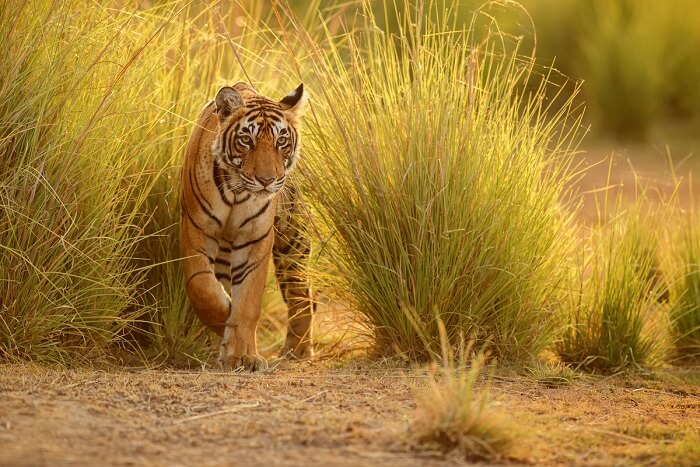 spot bengal tigers at Sariska National Park