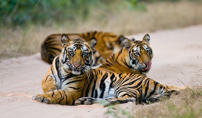 Bandhavgarh National Park: A Wildlife Retreat Amidst Nature