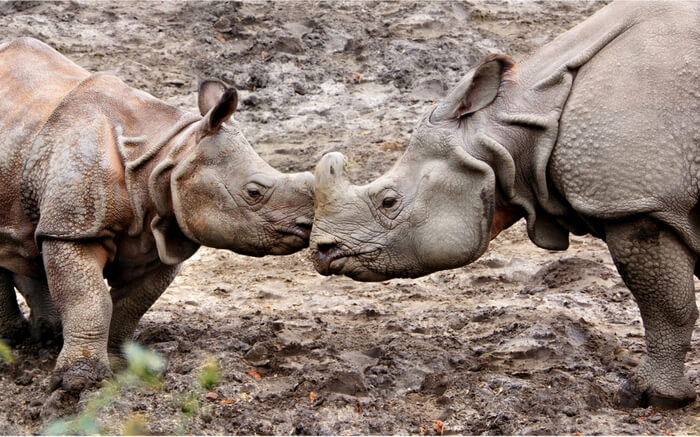 Two rhinos playing in the Kaziranga National Park region
