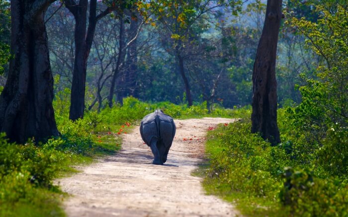 acj-1910-kaziranga-national-park-6