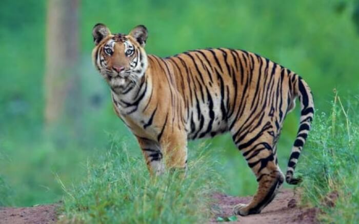 acj-2410-places-to-visit-near-coimbatore (10)