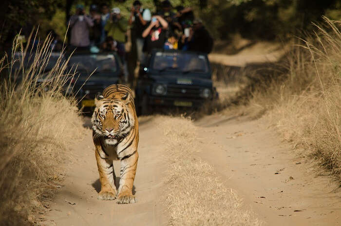 tiger safari Bandhavgarh national park