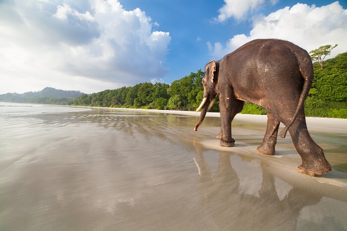 havelock island andaman