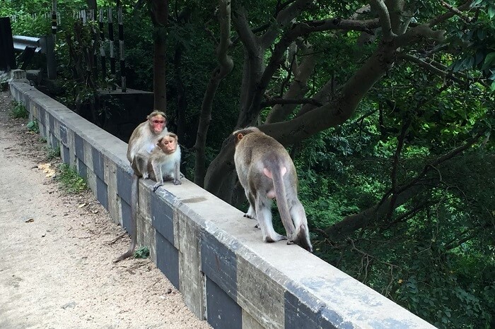 Monkeys in Thekkady