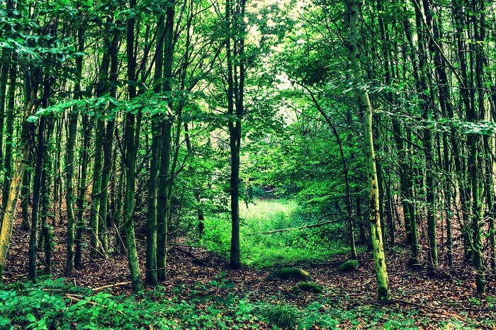 Sanjay Van, New Delhi
