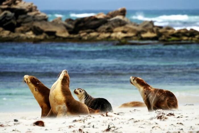 Seal Bay Conservation Park, Kangaroo Island