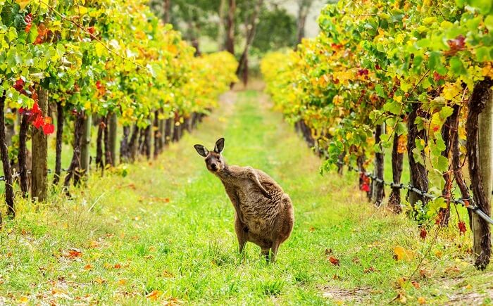 Kangaroo Island, Australia