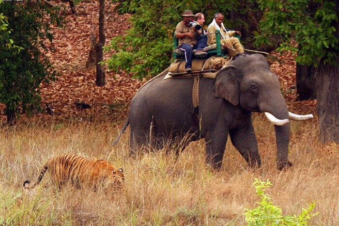 mudumalai forest safari