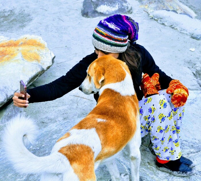 mountain dog in kheerganga