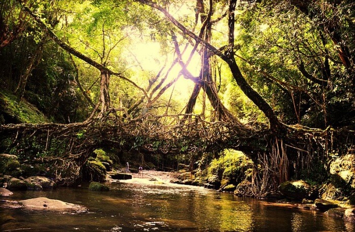Double Decker living root bridges