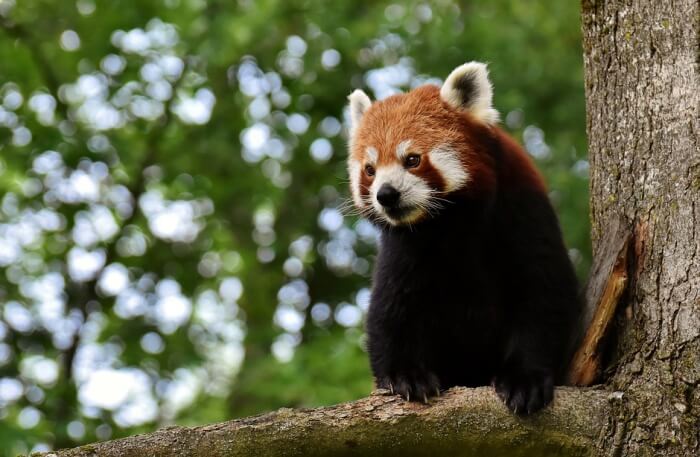 red panda