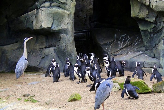 Meet giraffes & camels at the Amsterdam Zoo - penguins