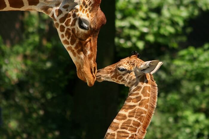 Meet giraffes & camels at the Amsterdam Zoo