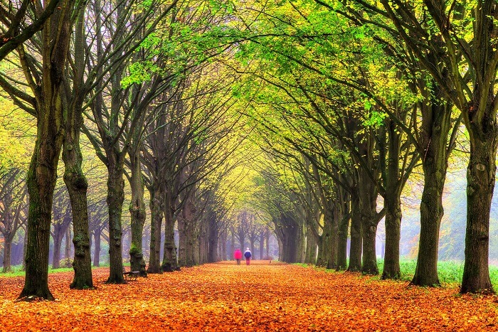 rejuvenate yourself in Amsterdam Forest